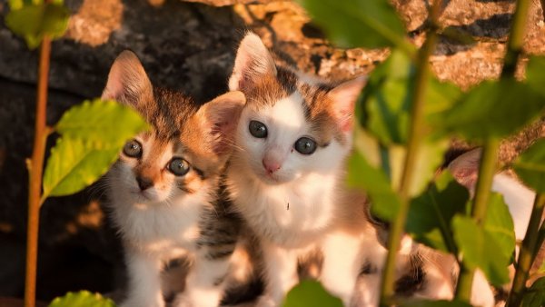 Милые котики
