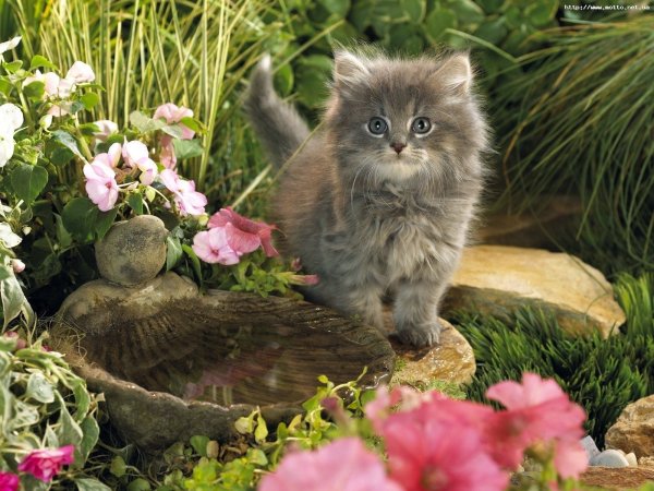 Котята фото