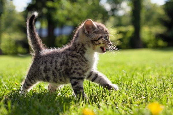 Весна и котики