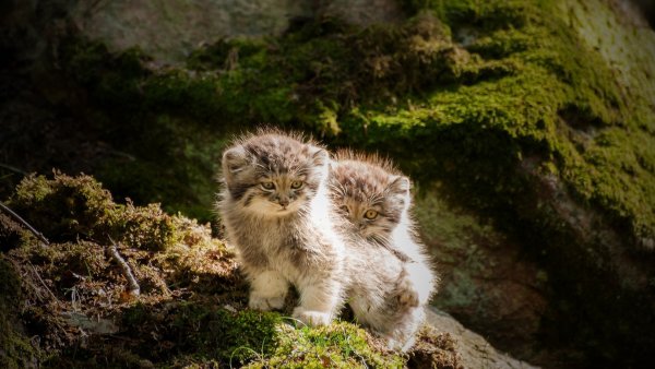 Милые котики
