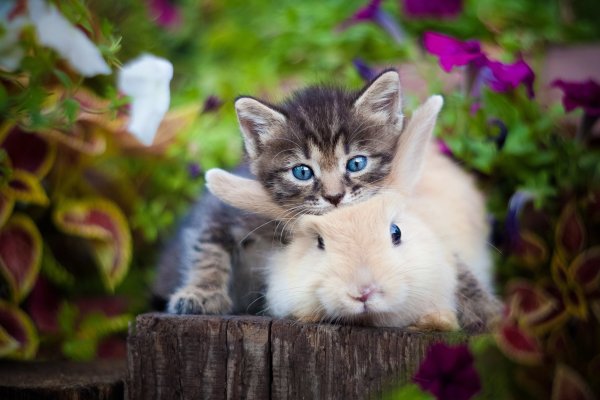 Котёнок с цветком