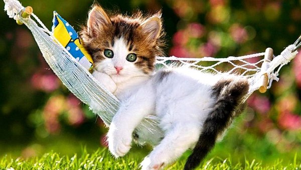 Кошки маленькие