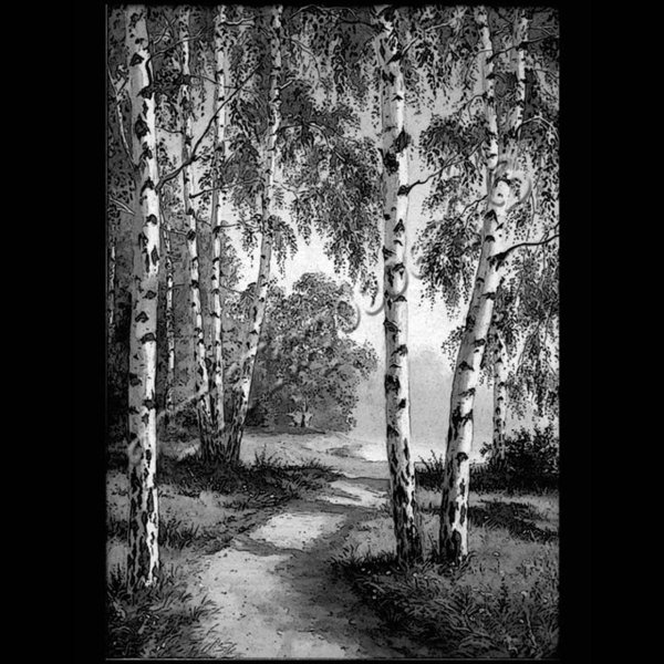 Березовая роща для гравировки