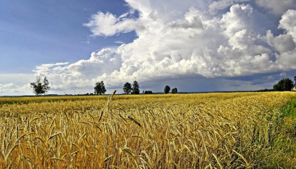 Хлебные поля Башкортостана