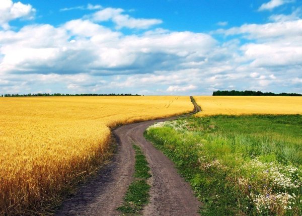 Дорога в поле