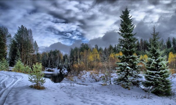 Лес в декабре