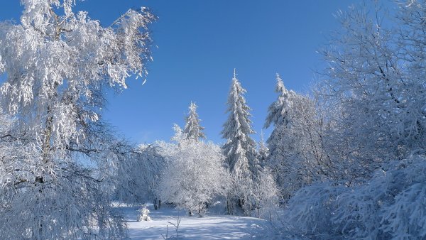 Заснеженный домик в лесу