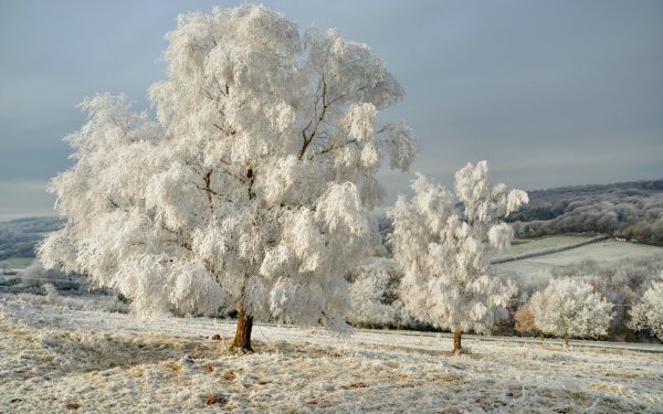 Зимний лес в деревне