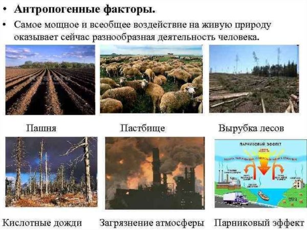 Кластер воздействие человека на природу