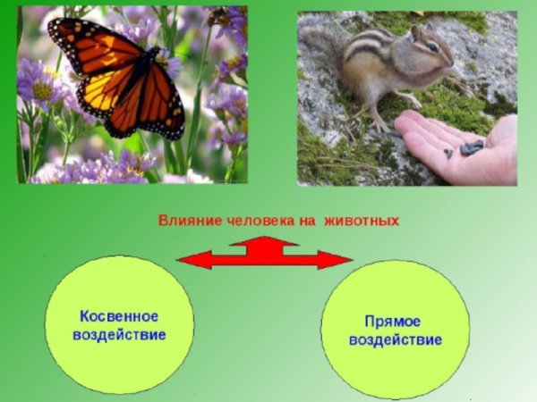 Влияние человека на природу