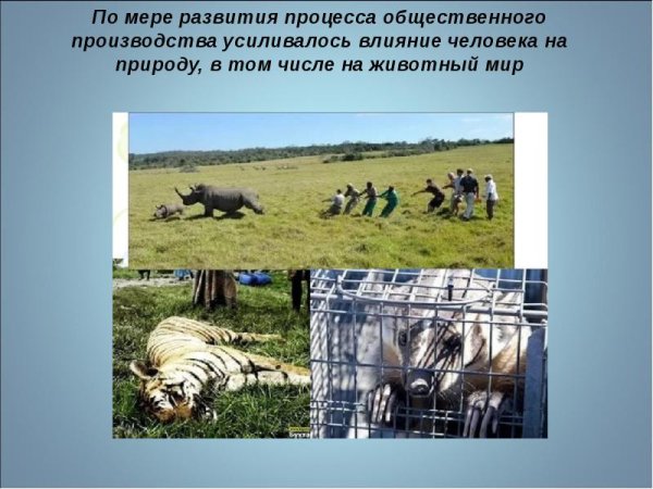 Прямое влияние человека на животных