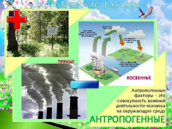 Влияние человека на природные экосистемы