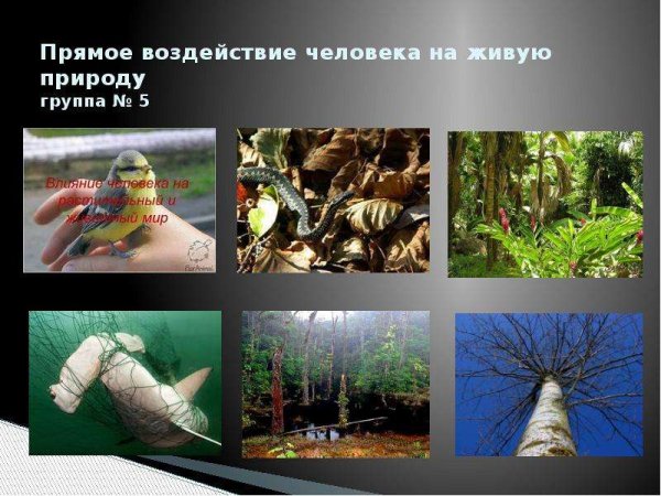 Влияние человека на природу