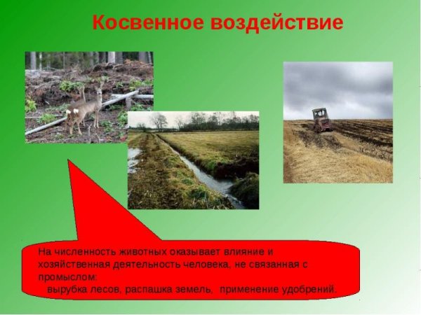 Прямое воздействие человека на животных