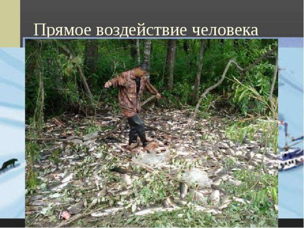 Влияние человека на живую природу