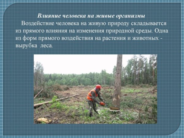 Влияние человека на окружающую среду рисунок