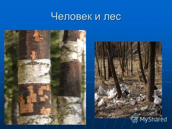 Влияние экологии на природу и человека