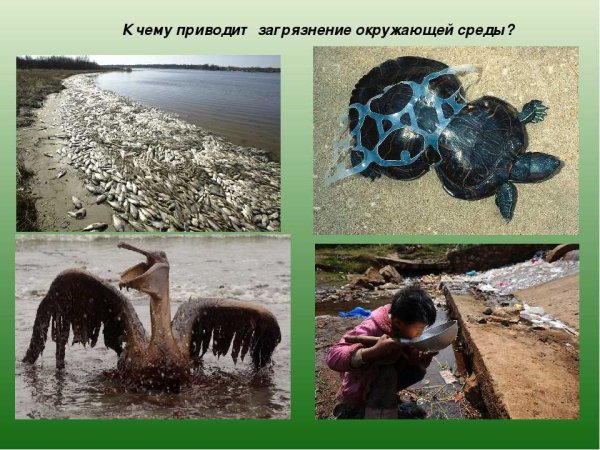 Влияние деятельности на окружающую среду