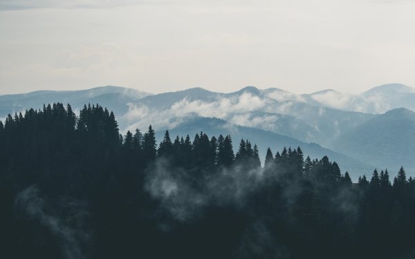 Лес Эстетика Минимализм