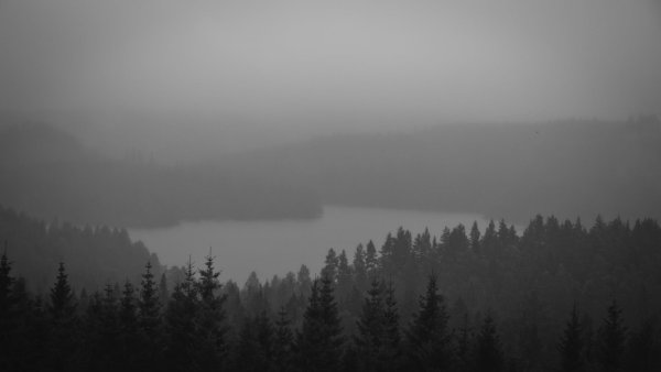 Лес в тумане черно белый