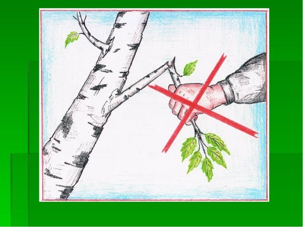 Рисунок в садик по экологии