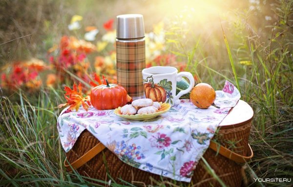 Пикник на природе