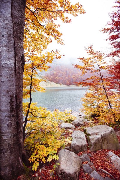 Картинки природа на телефон вертикальные осень (61 фото) » Картинки и  статусы про окружающий мир вокруг