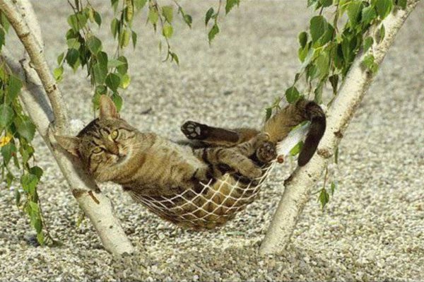 Кот отдыхает на даче