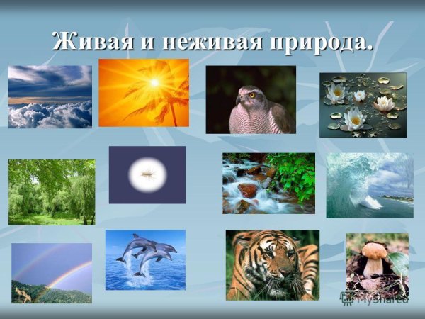Жиыая и не зивая природа