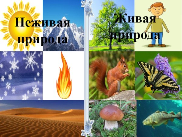 Живая и неживая природа
