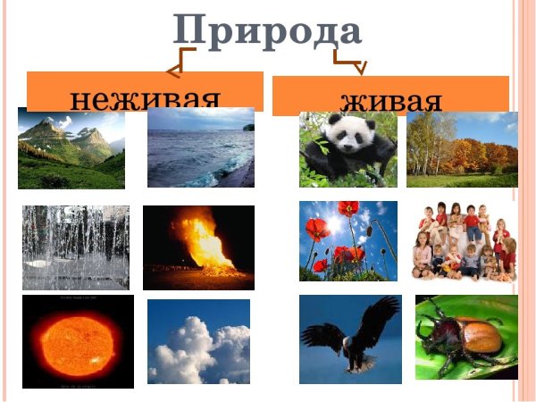 3 Объекта живой природы и 3 объекты неживой природы