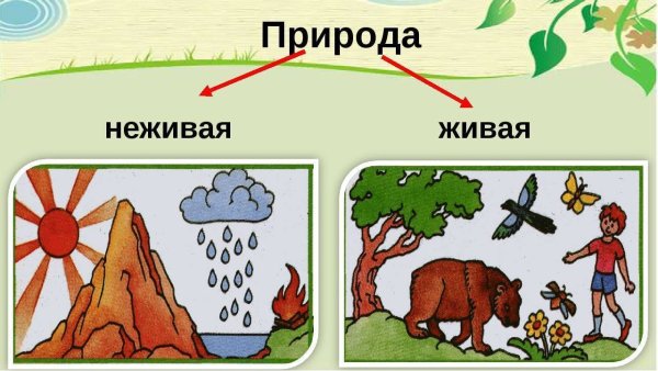 Задания по окружающему миру 1 класс Живая и неживая природа
