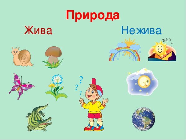 Взаимосвязь объектов живой и неживой природы