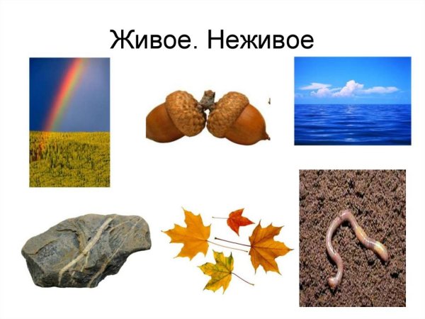 Живые и неживые существа