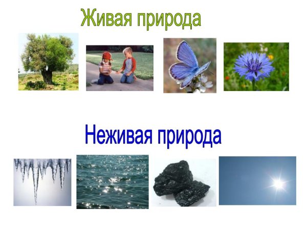 Живые природные объекты