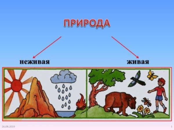 Объекты живой природы картинки