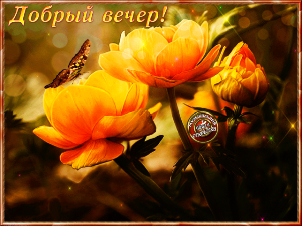 Добрый вечер солнышко