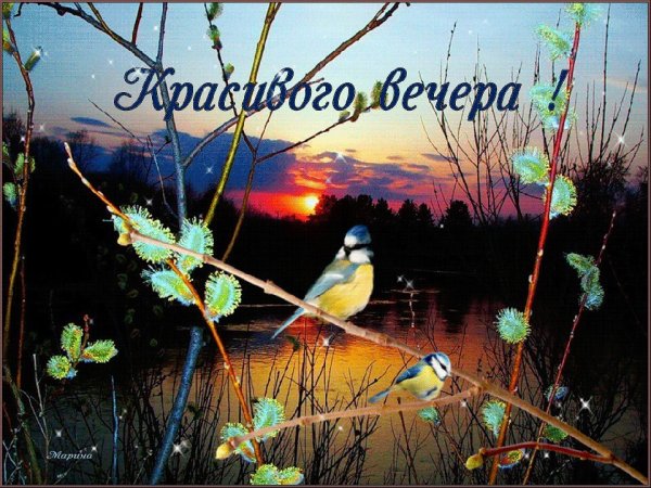 Добрый вечер с птицами