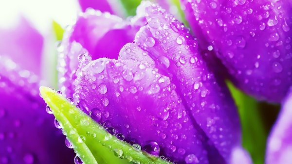 Необычная природа