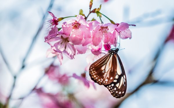 Природа цветы