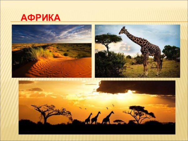 Африка коллаж