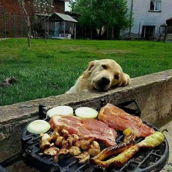 Шутки про шашлык