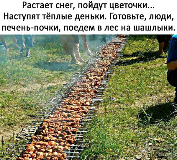 Кот шашлык