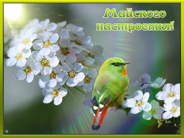 Доброе солнечное утро