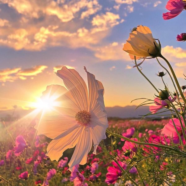 Природа цветы
