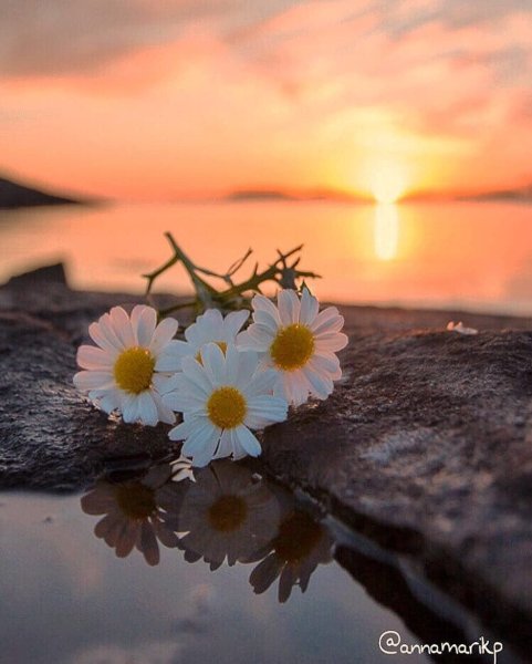Нежная природа