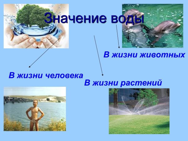 Важность воды в жизни