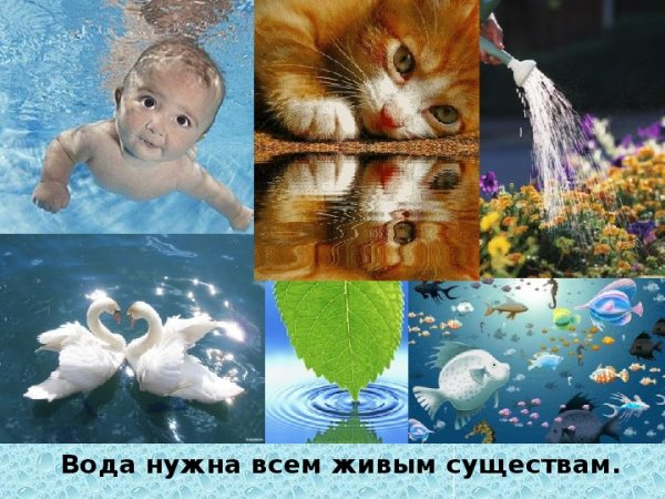 Вода источник всего живого
