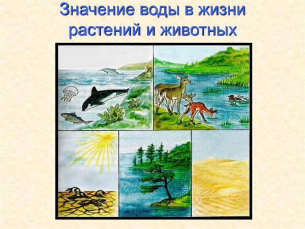 Вода в жизни растений и животных