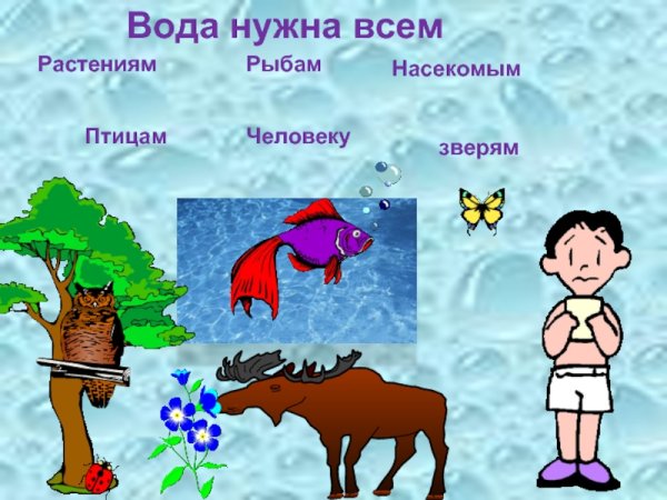 Зачем нужна вода